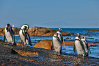 African penguins