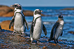 African penguins