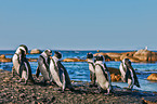 African penguins