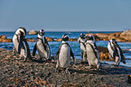 African penguins