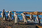 African penguins