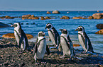 African penguins