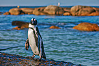 African penguin