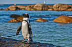 African penguin