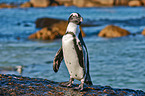 African penguin