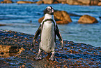 African penguin