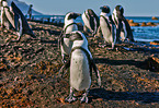 African penguins