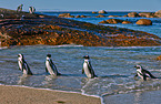 African penguins