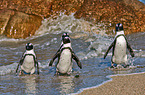 African penguins