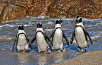 African penguins