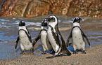 African penguins