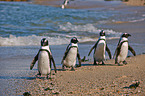 African penguins