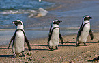 African penguins