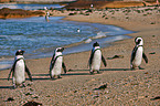 African penguins