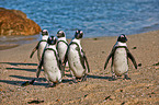 African penguins