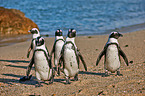 African penguins