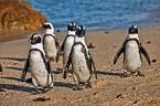 African penguins