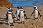 African penguins