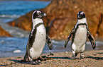 African penguins