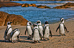 African penguins