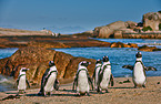 African penguins