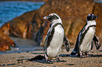 African penguins