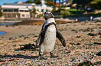 African penguin