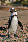 African penguin