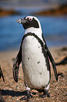 African penguin