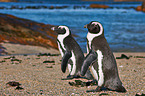 African penguins