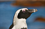 African penguin