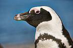 African penguin