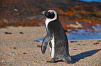 African penguin