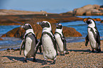 African penguins