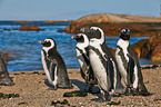 African penguins