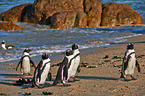 African penguins