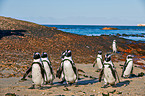 African penguins