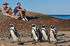 African penguins