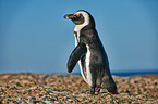 African penguin