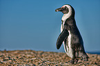 African penguin