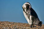 African penguin