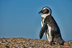 African penguin