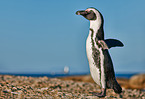 African penguin