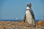 African penguin