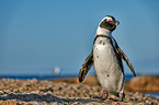 African penguin