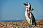 African penguin