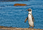 African penguin