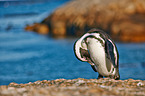 African penguin