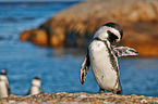 African penguin