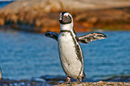 African penguin